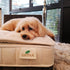 Dog relaxs on Getha Pet Bed